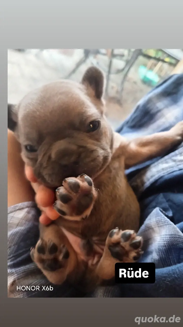 Französische Bulldogge Welpen ab Dezember abzugeben 