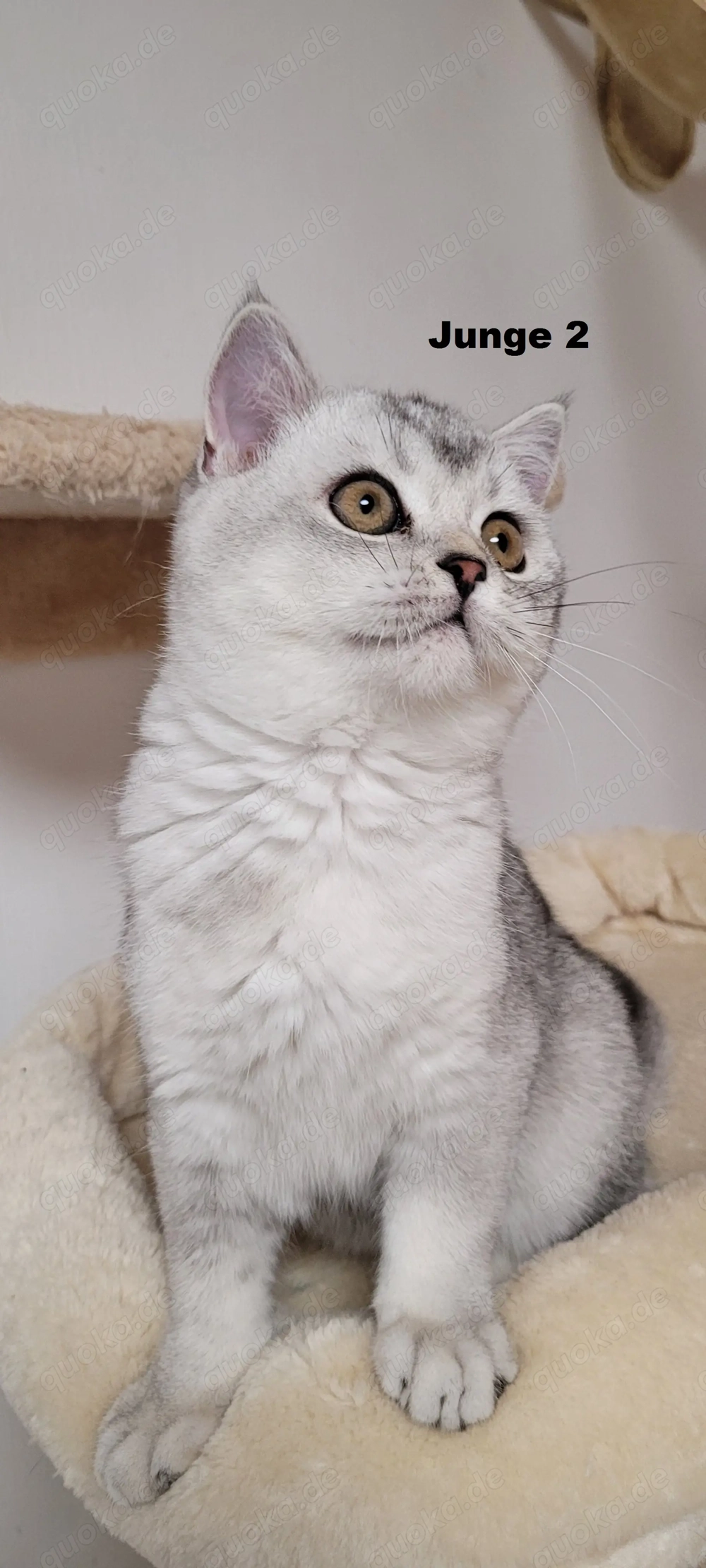 Bkh-Kitten abholbereit