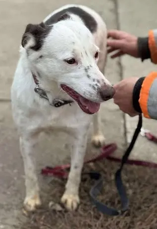 Orlanda - liebe Herzenshündin aus Rumänien