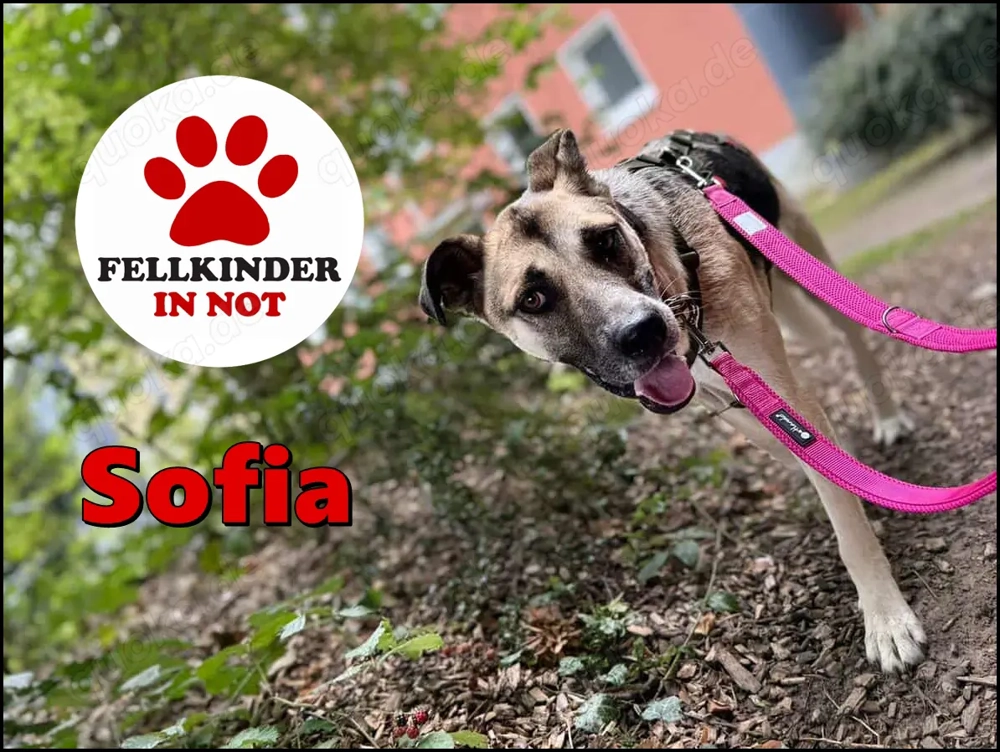 Notfall Malinois-Tornjak Mischlings-Hündin Sofia sucht ein Zuhause