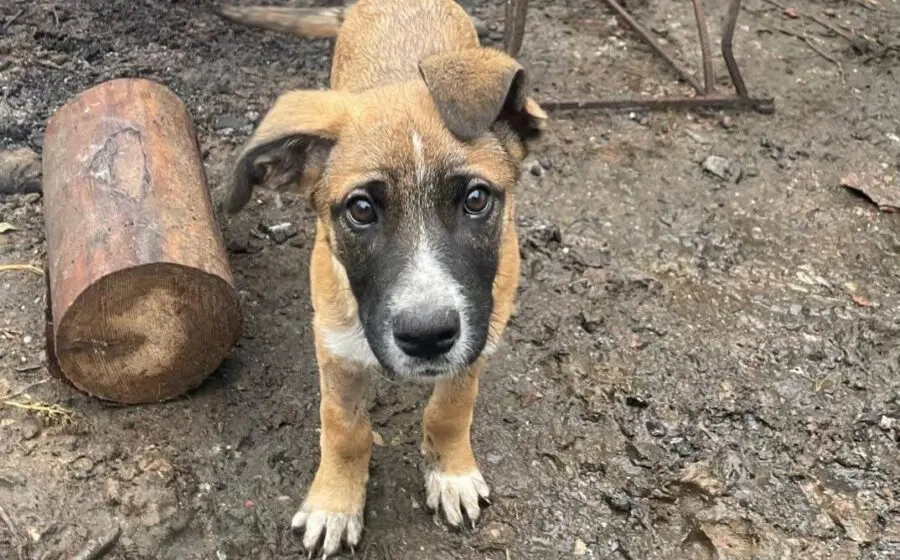 Kleine Kämpferin Lumina will sich in dein Herz kämpfen