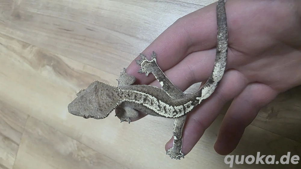 100% het axanthic männchen kronengecko Crested gecko 