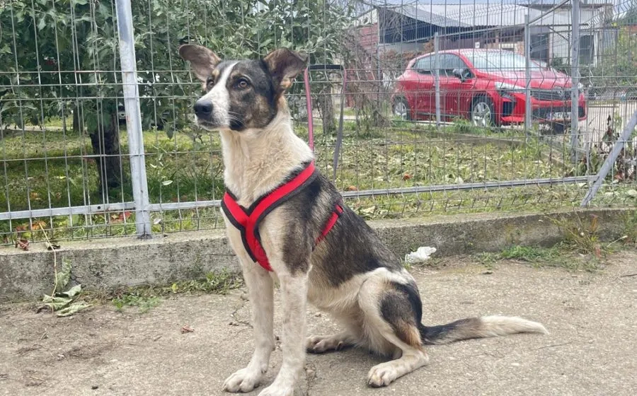 Wer schenkt der hübschen Kiwi sein Herz?