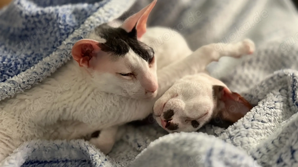 2 sanfte Cornish Rex Brüder suchen ein liebevolles und ruhiges Zuhause zum Ankommen