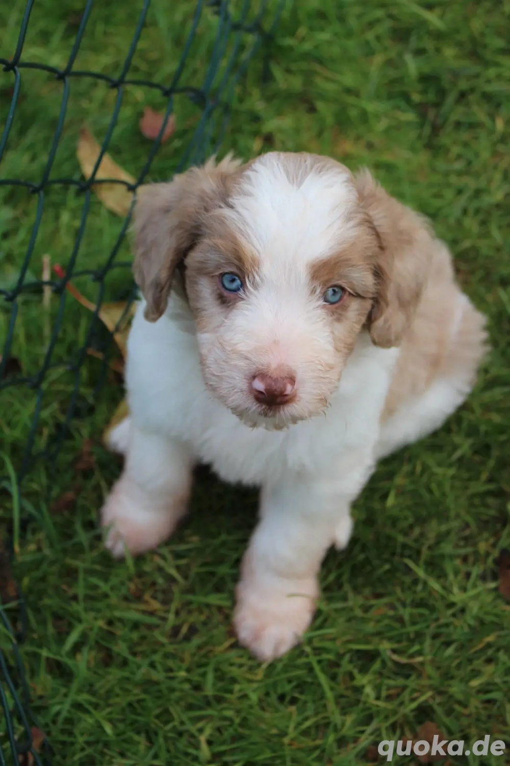 *Seltenheit* Wasserhund x Bordercollie Allergiker Mixwelpen apricot weiß braunHybridhunderasse
