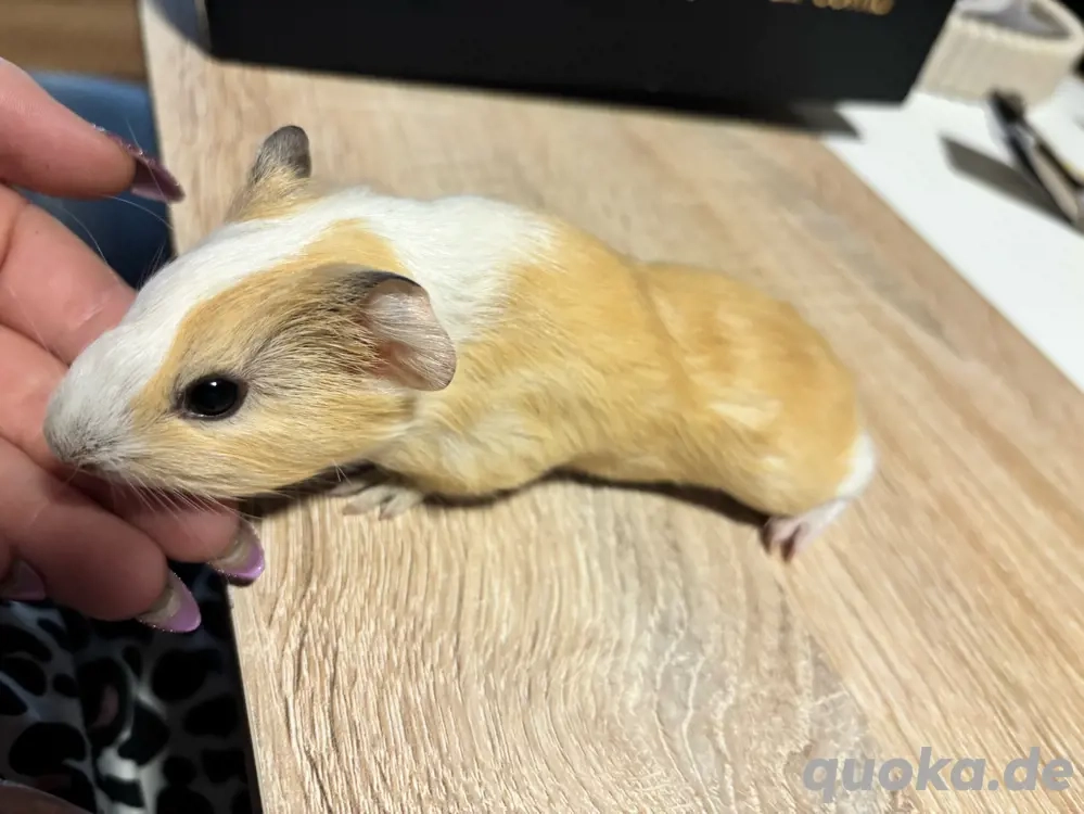 Meerschweinchen Baby Böckchen