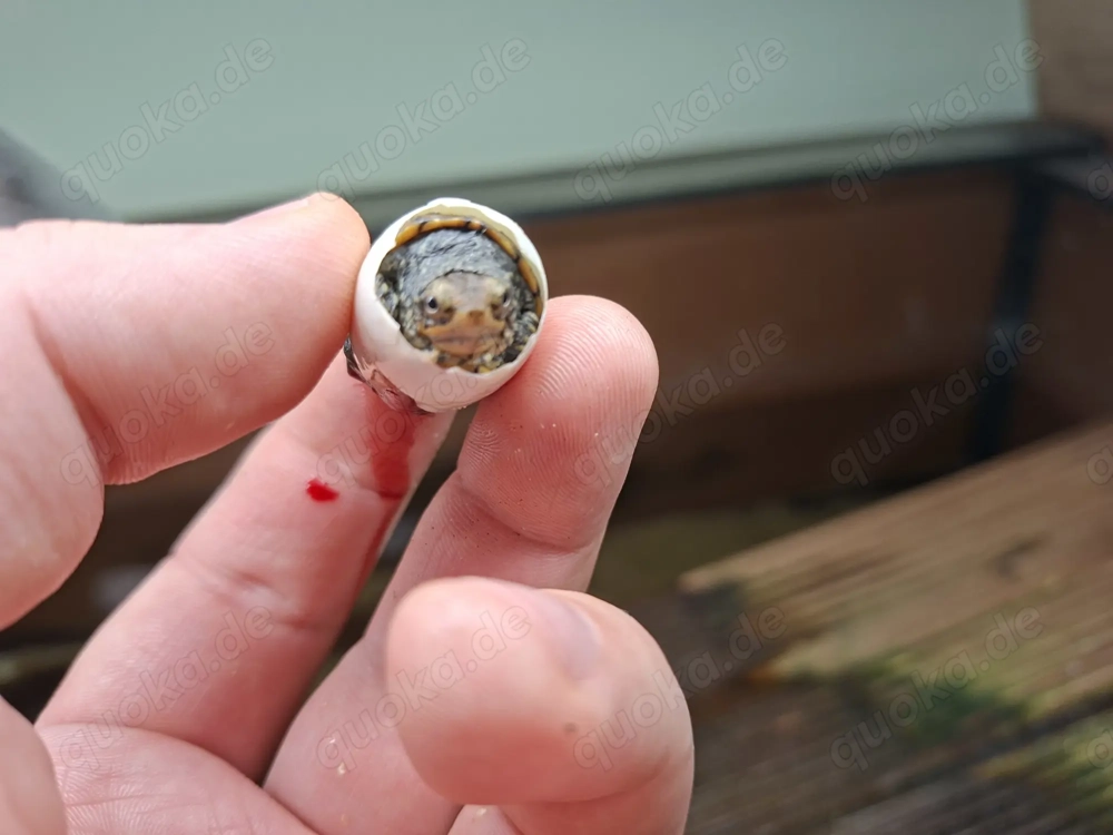 Weißkehl-Schlammschildkröten