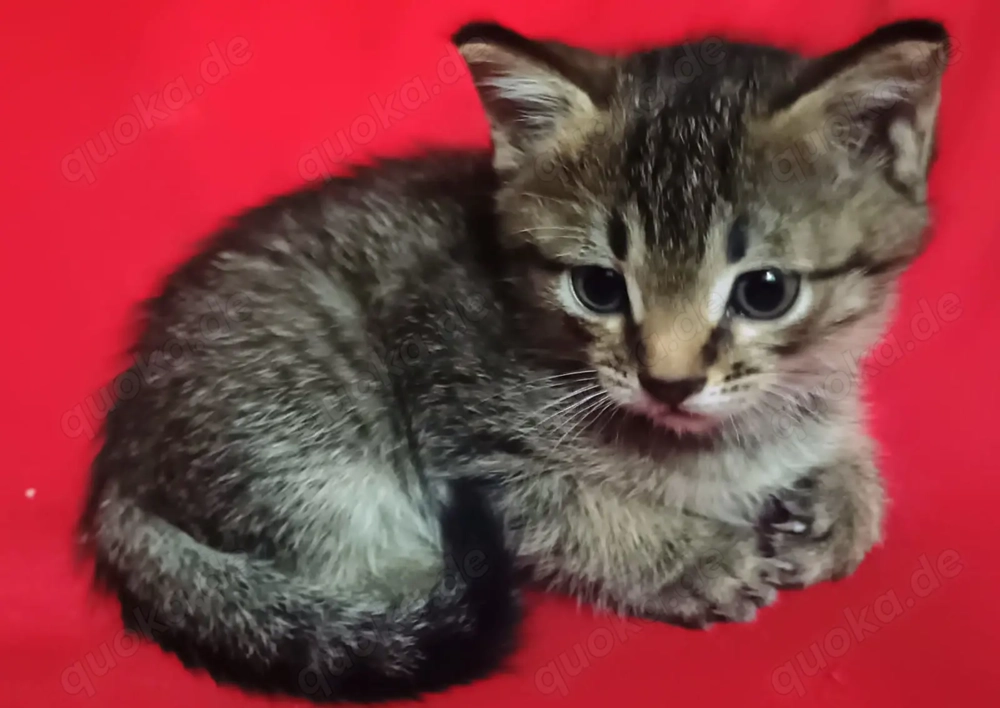 BKH Gentleman Kater   Katze Baby .