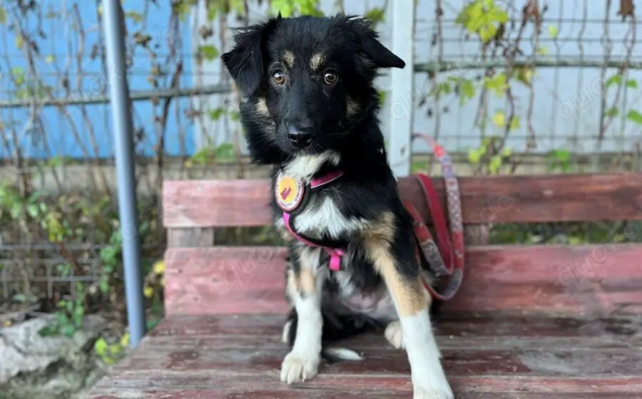 Siska sucht ein ruhiges Zuhause