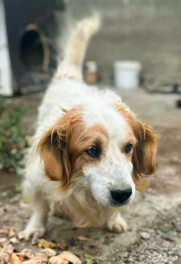 Nemo - bist du der Mensch der ihn versteht?