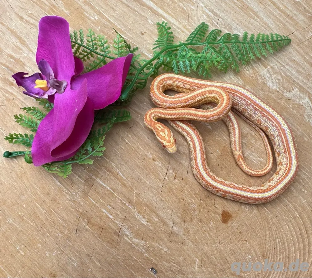 Kornnatter Amel Tessera 