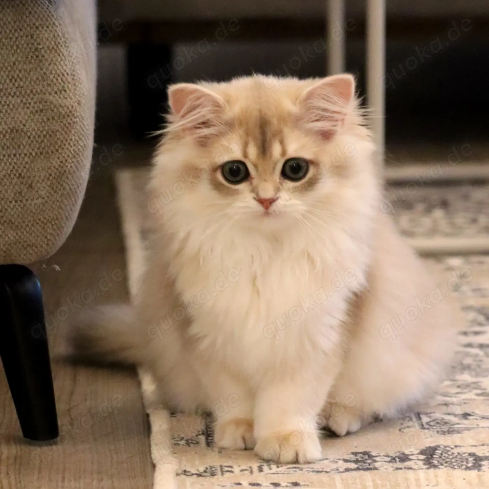 Wunderschöne Britisch Kurzhaar & Langhaar Golden Chinchilla Kitten mit Stammbaum!  