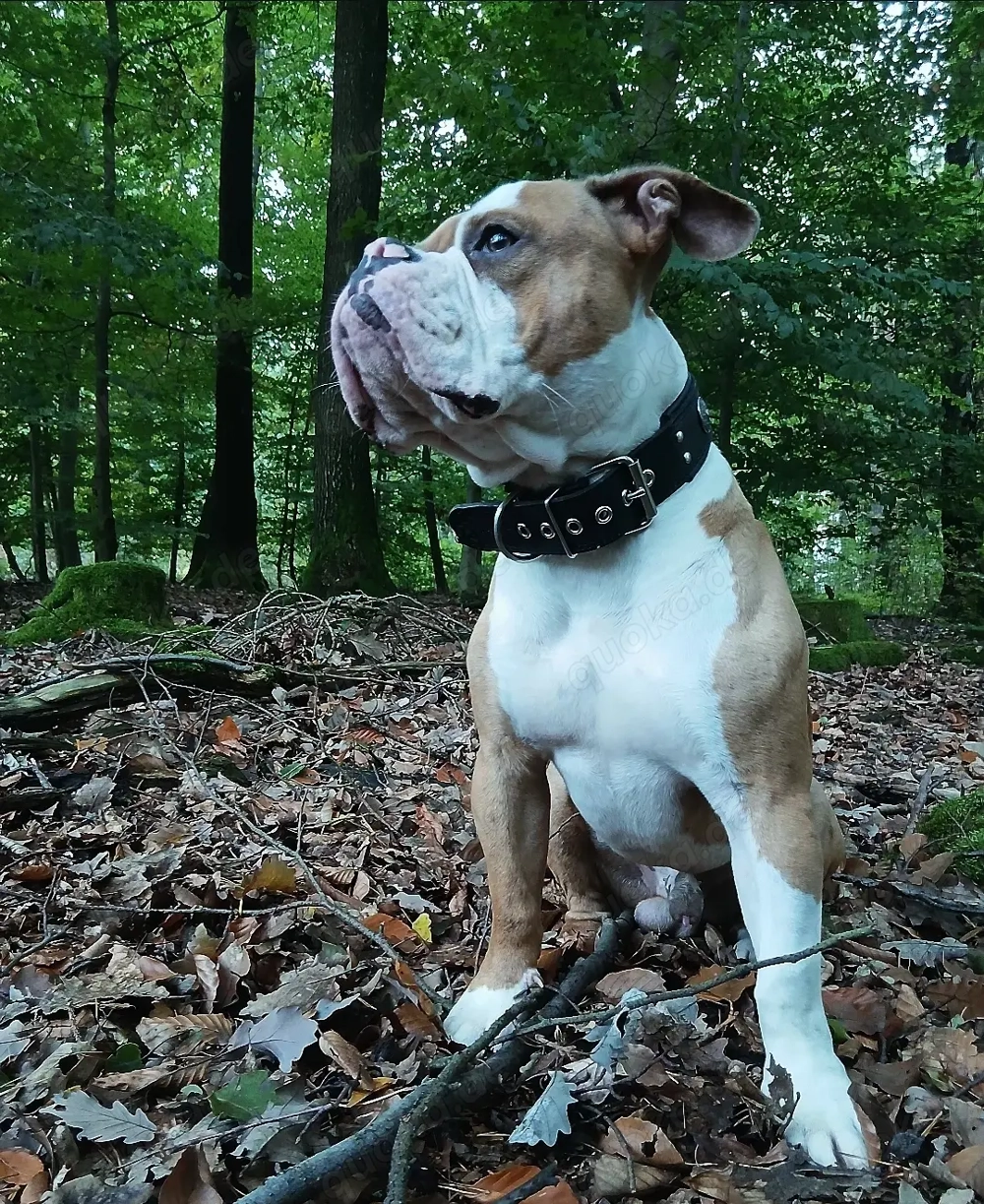 Old english Bulldogge 