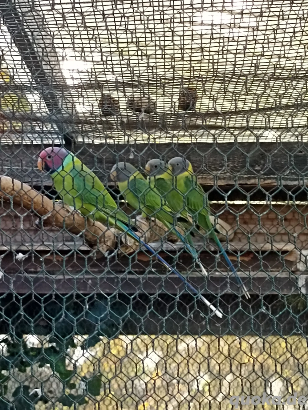 Pflaumenkopfsittiche 