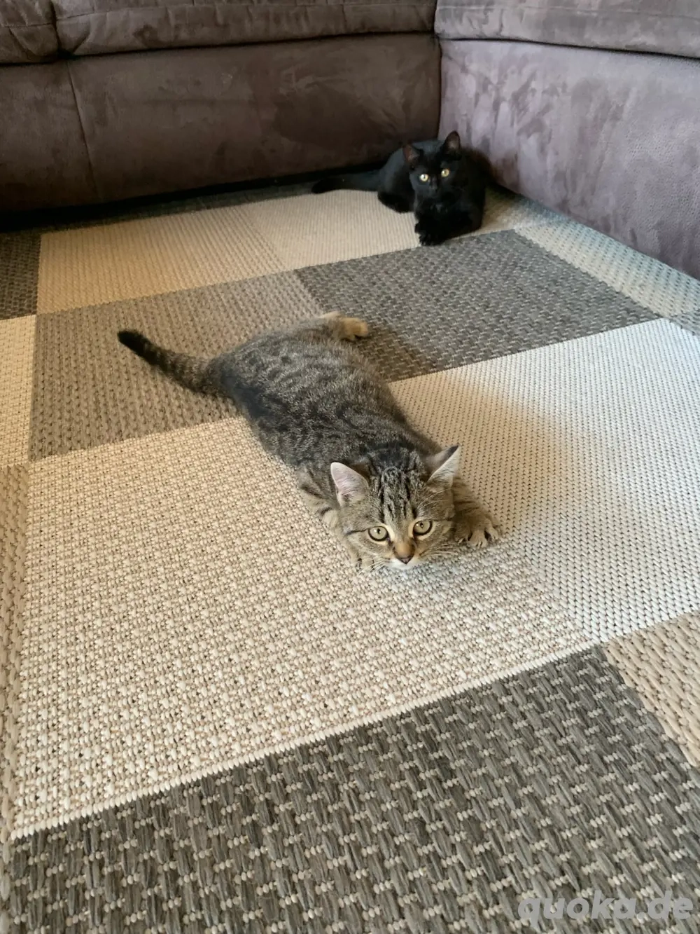 Babykätzchen Persermix 