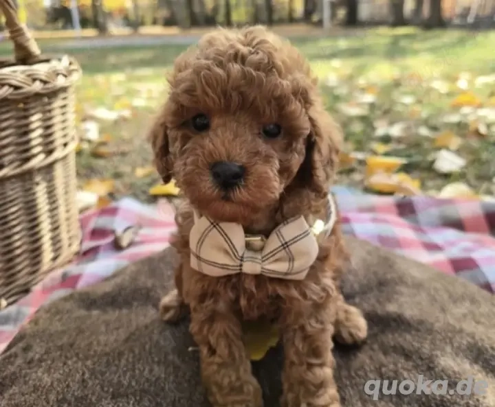 Süßer roter Mini Pudel Hugo sucht ein liebevolles Zuhause