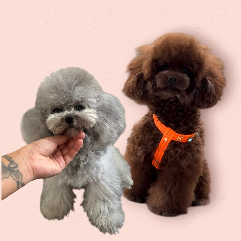 Koreanische Toypudel Welpen Exklusiv Eleganz, Seltenheit & Charme in Perfektion  