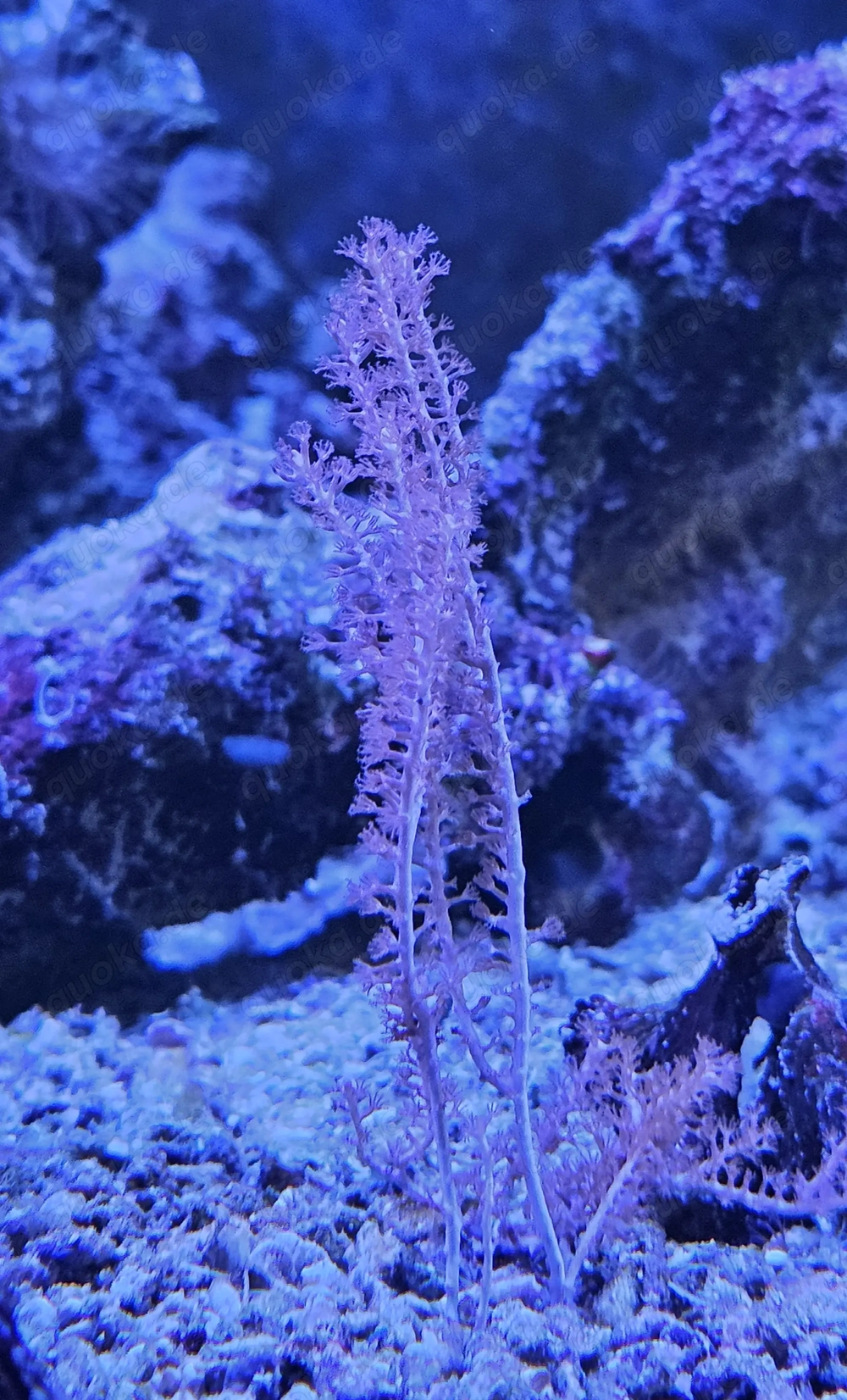 Weichkoralle Meerwasser  Gorgonie 