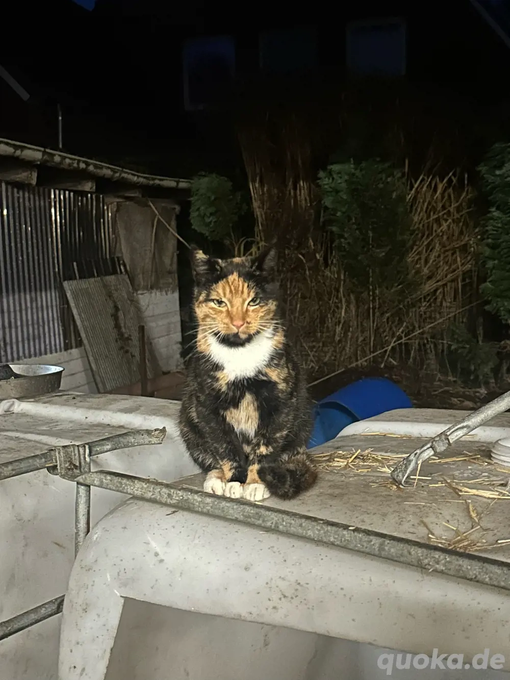 Glückskatze Tricolor