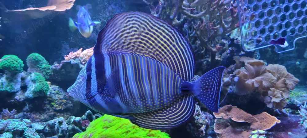 Indischer Segelflossendoktor   Zebrasoma desjardinii Adult