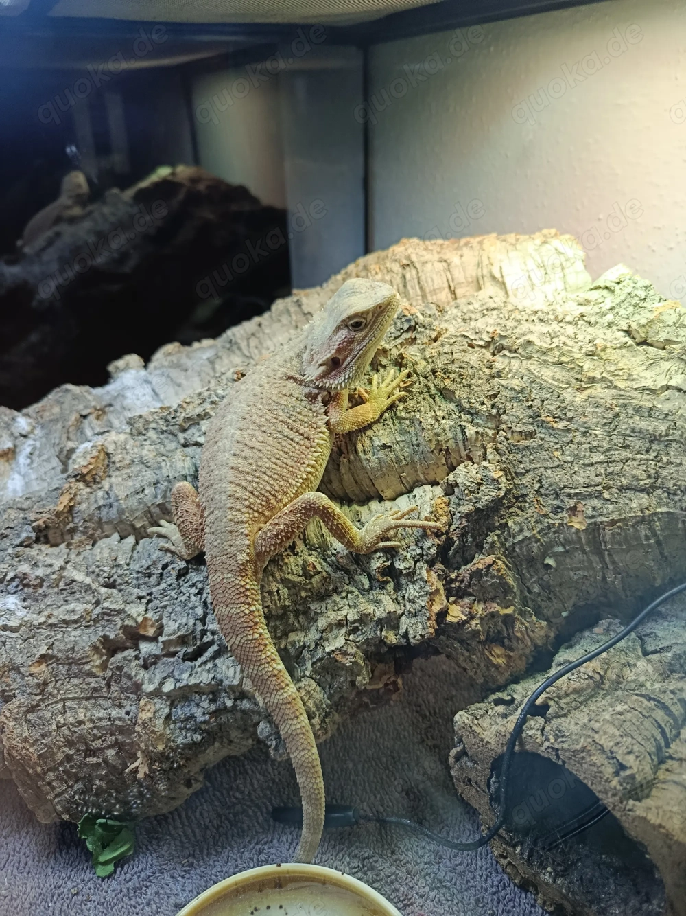 Baby Bartagame in gute Hände abzugeben.