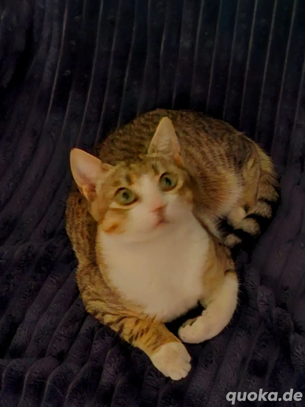 Kitten Katze Kater Tierschutz Bundesweite Vermittlung