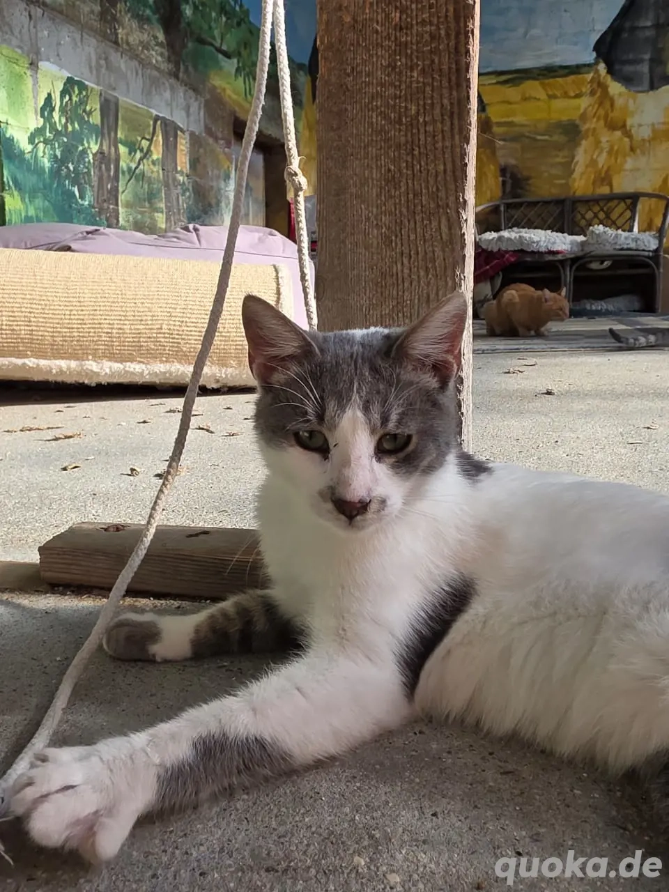 Kitten Katze Kater Tierschutz Drift Bundesweite Vermittlung