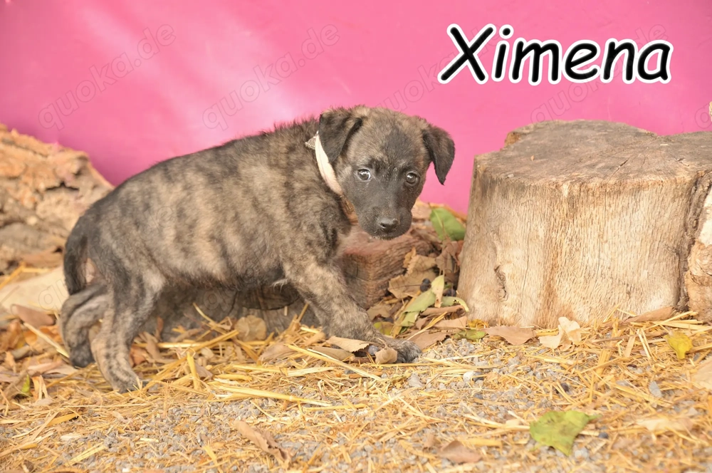 Wird Ximena bei dir das liebevolle Zuhause finden, in dem sie ihr Herz ganz öffnen darf?