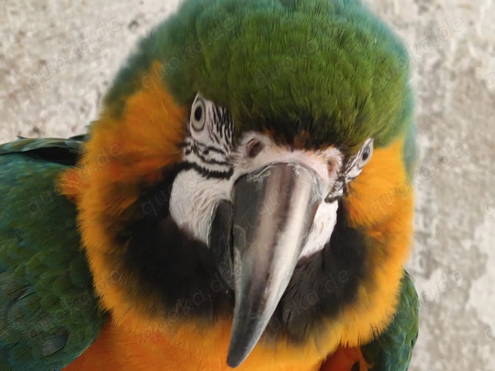 1,0 Hybrid Ara zu verkaufen