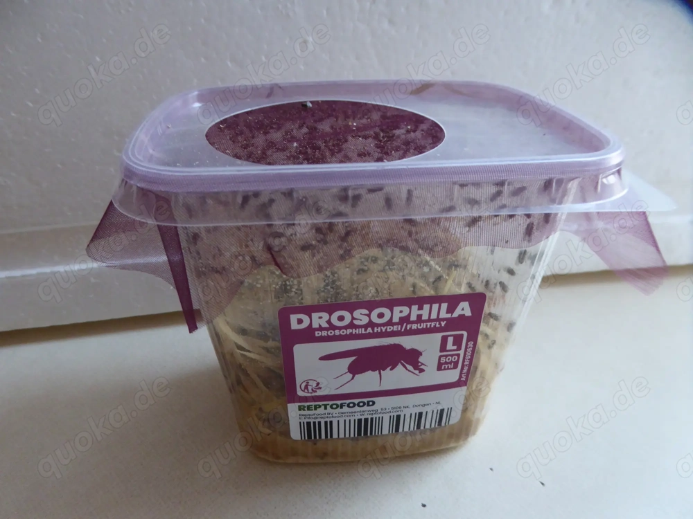 Drosophila Fruchtfliegen Zuchtansatz Futterfliegen Terraristik