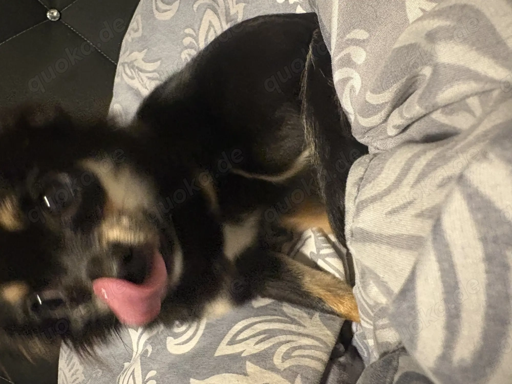 Reinrassige Langhaar Chihuahua Lilo