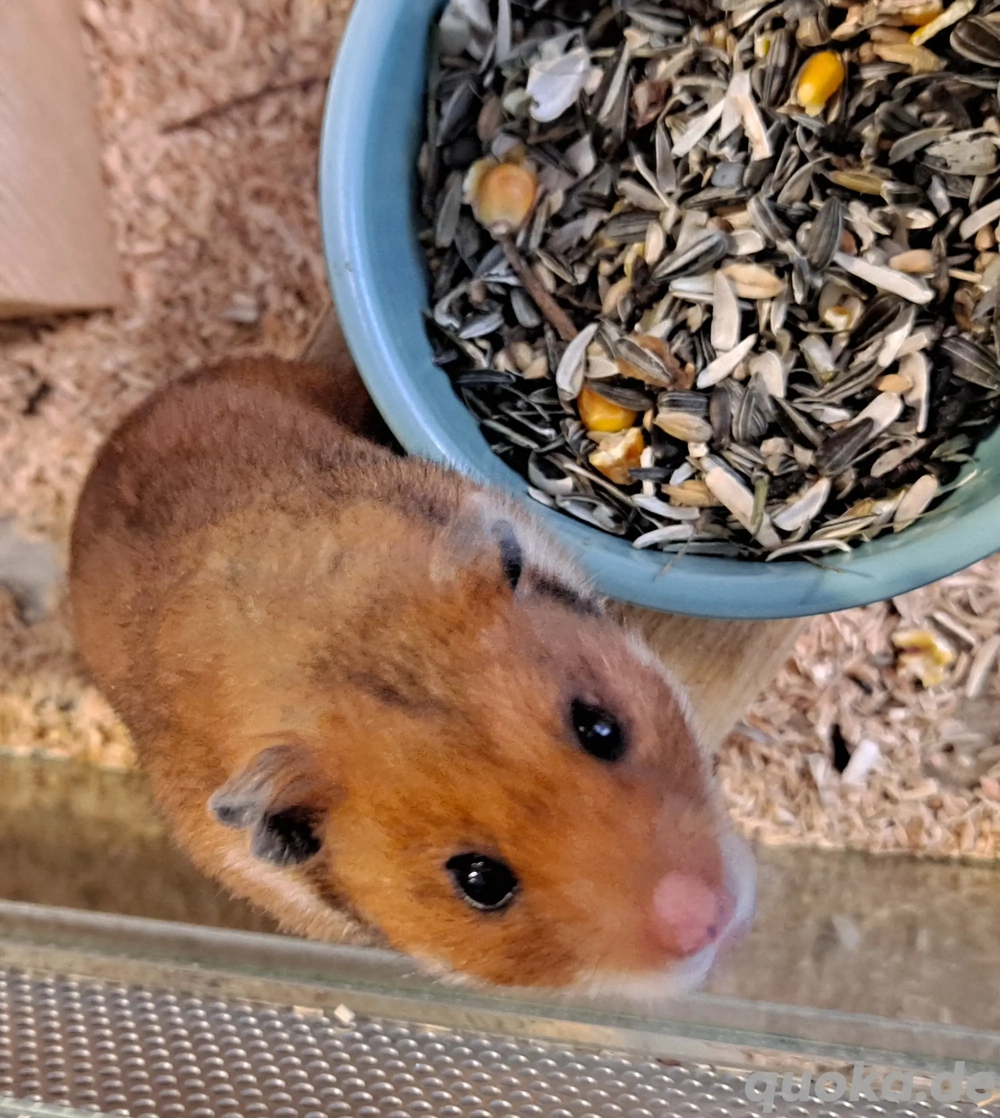 Gold- und Zwerghamster vom Hamsterladen Steinmann