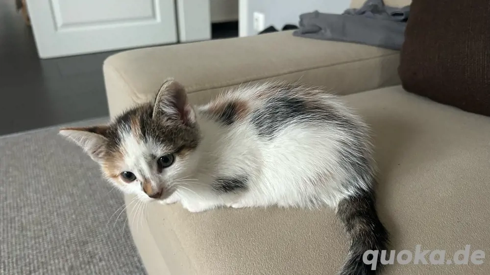 Süße Kätzchen suchen neues zu Hause *