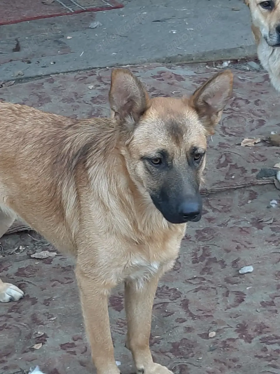 Hübsche Sima sucht ihre Familie