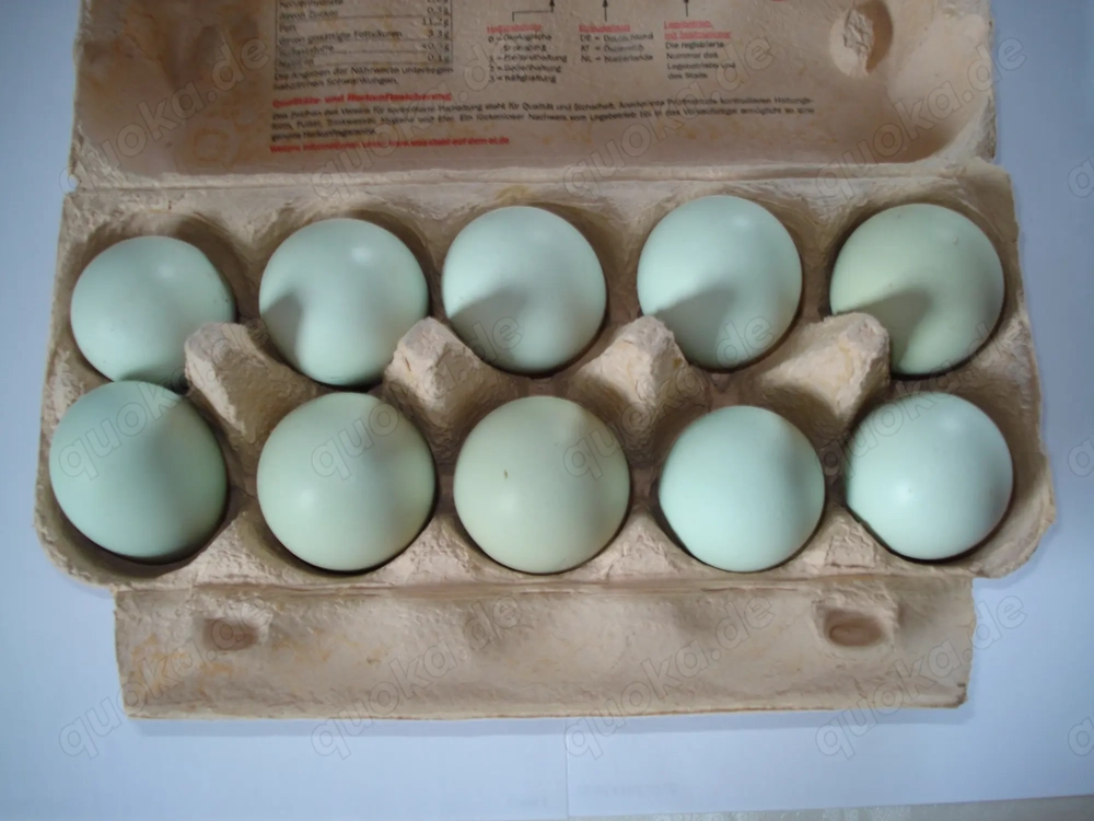 10 Bruteier reinr. Cream Legbar aus Hobbyzucht abzugeben.