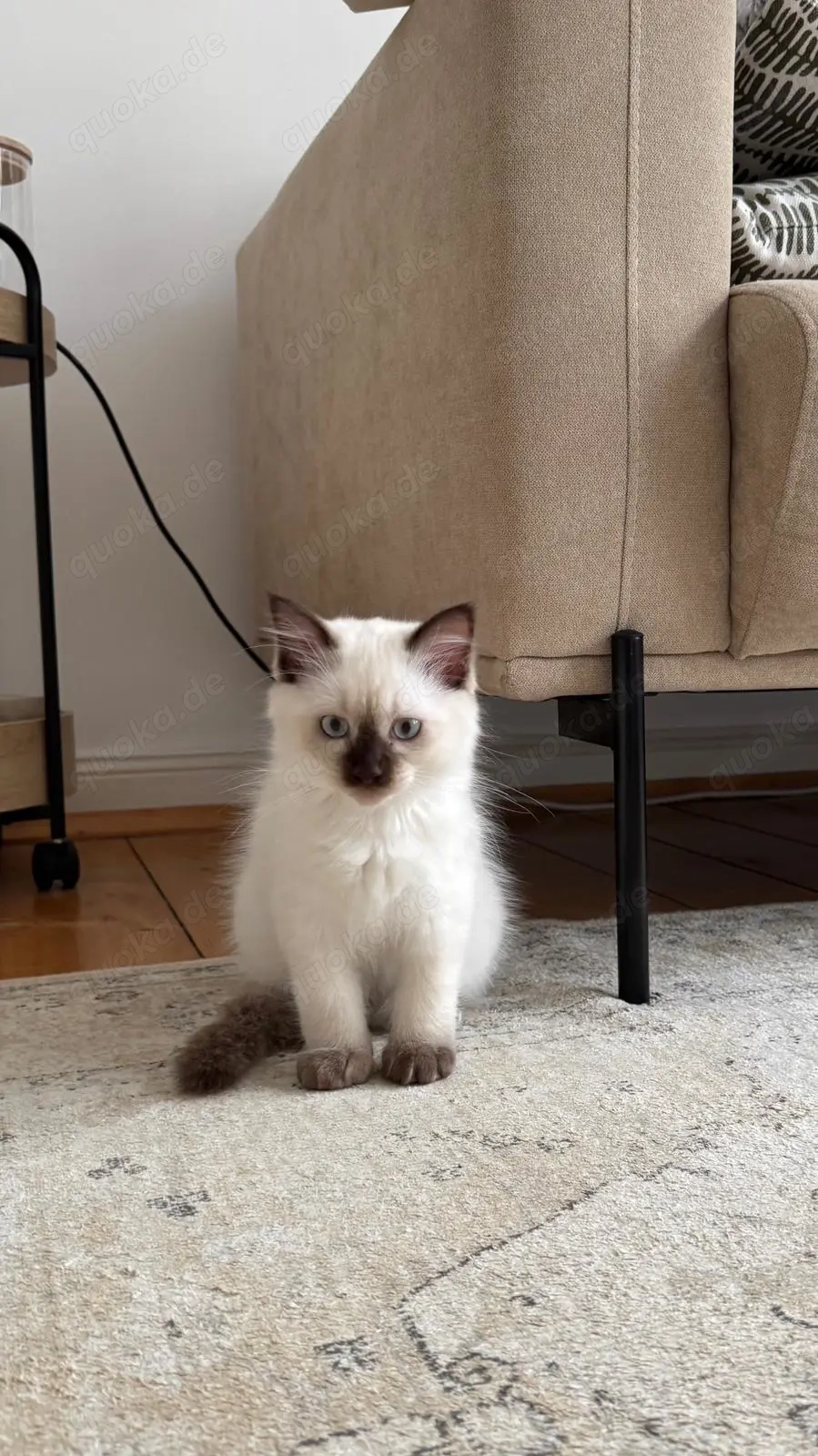 Ragdoll und türkische angora mix 