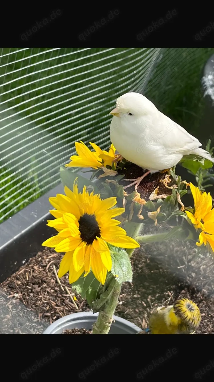 Kanarienvögel 3 junge, Consort x normale rote 