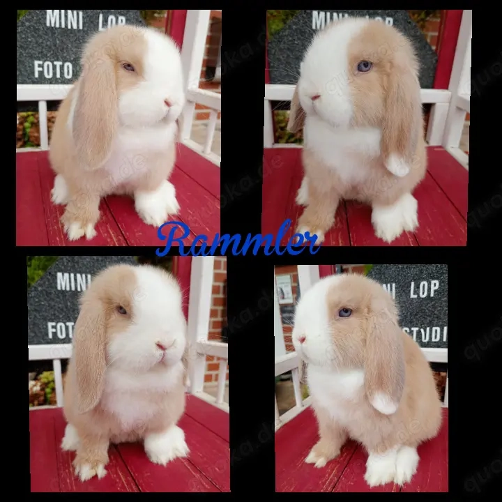 Minilop Zwergwidder Mini Lop 
