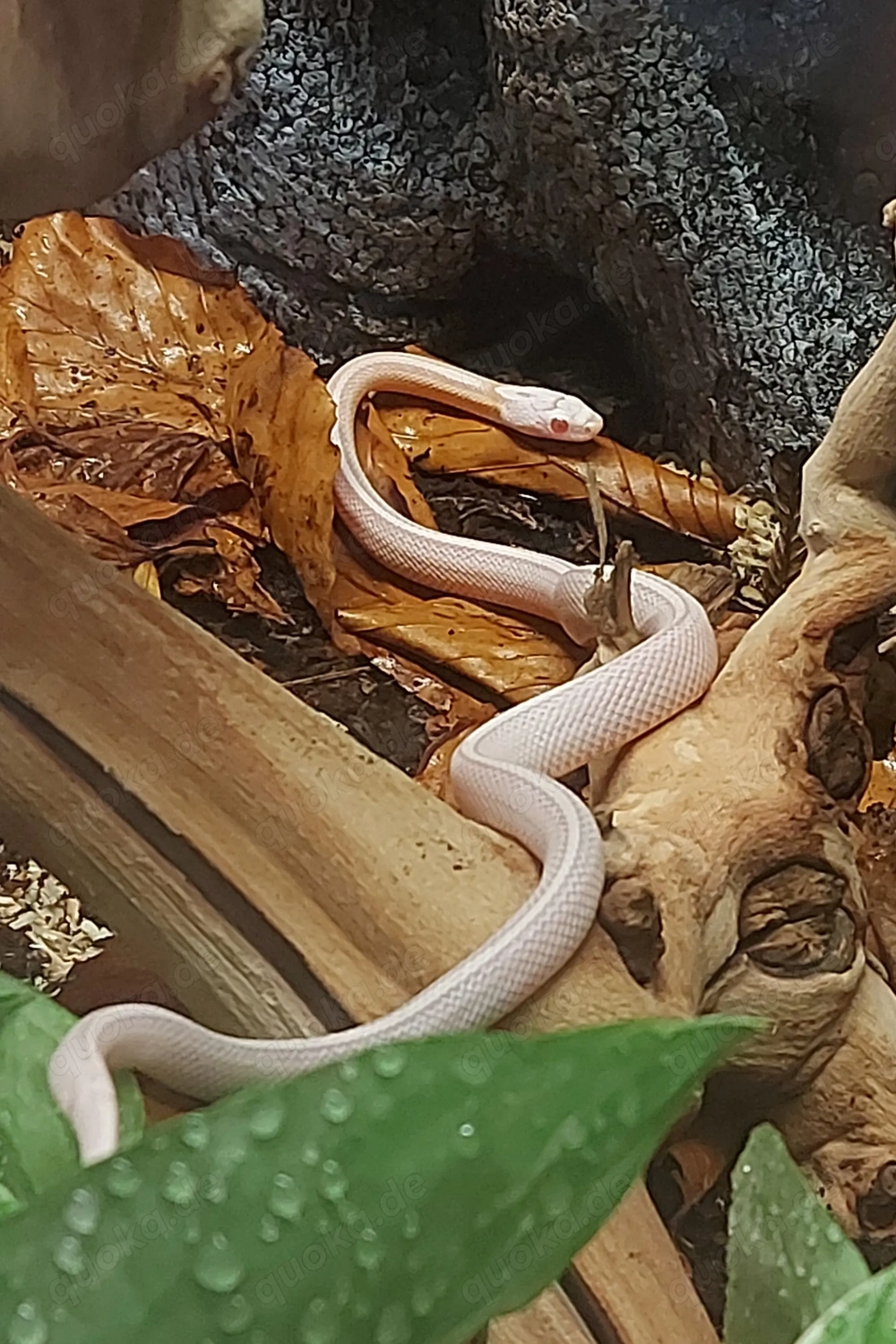 Kornnatter(female)snow opal red factor trssera motley