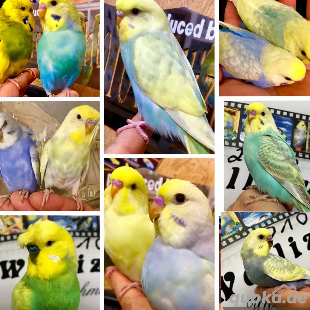 Sehr schöne HANDZAHME Wellensittiche