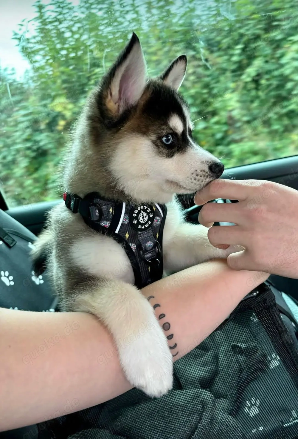 HKGG Pomsky Puppies F1