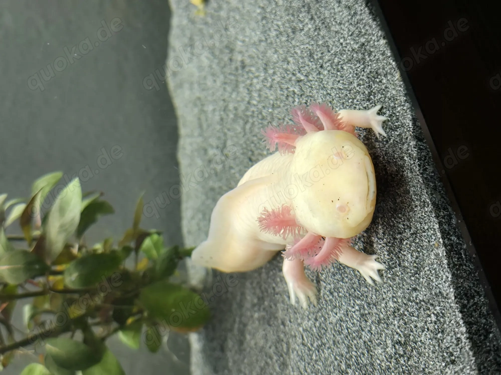 Axolotl - 2 Albino - suchen neues zu Hause