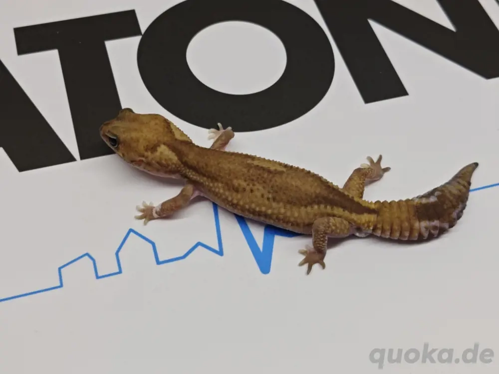 1.0 zulu het patty, Oreo ph Caramel nz24