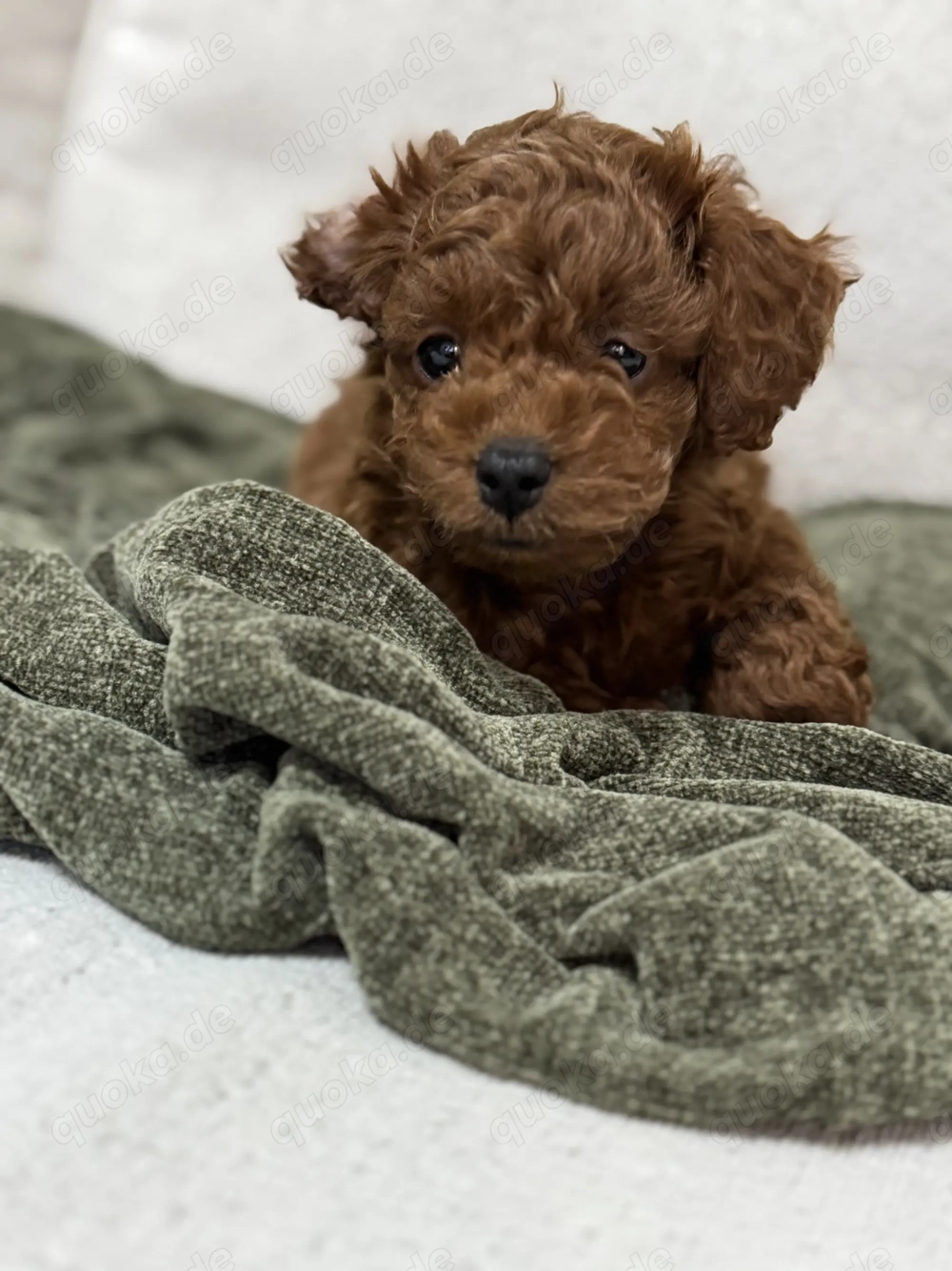 Pudel Teacup welpe 14 Wochen