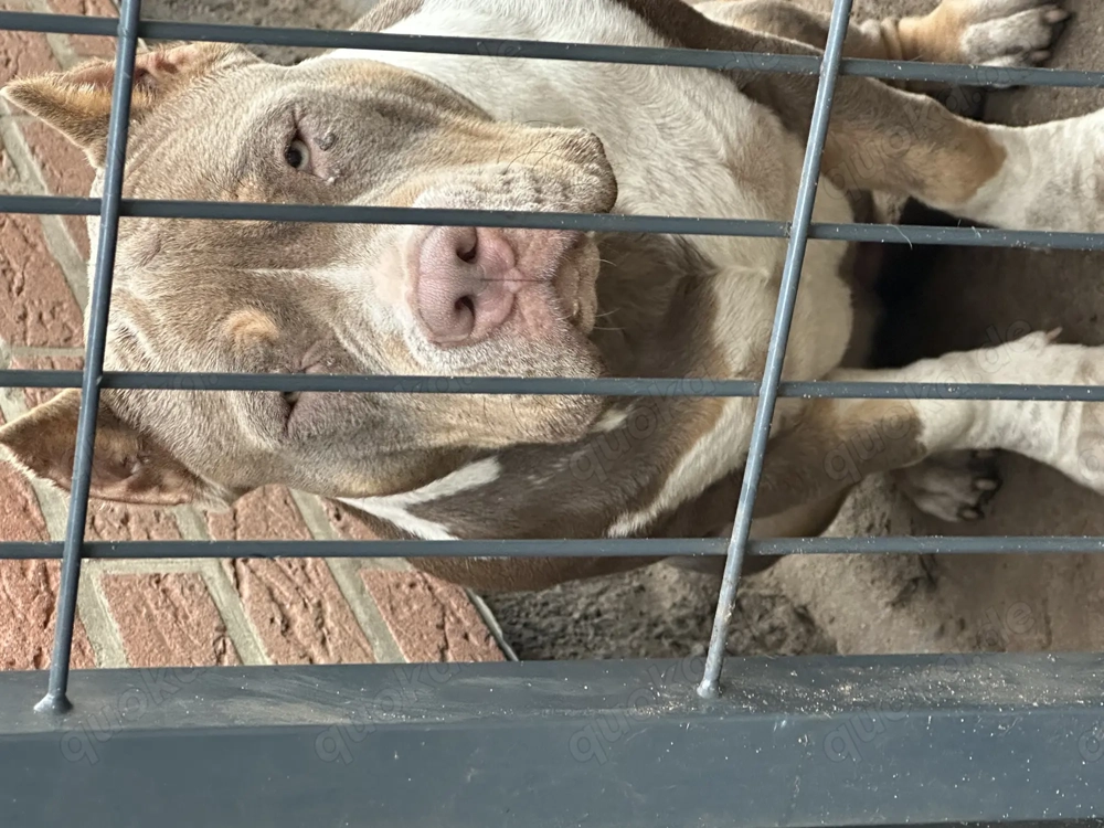 American Bully Pocket 