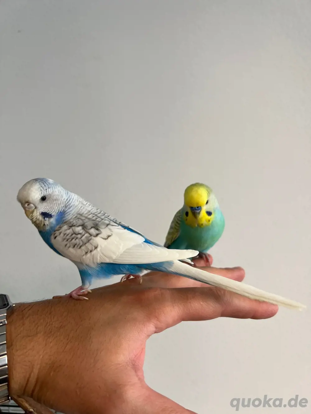 Wellensittch Pärchen abzugeben 