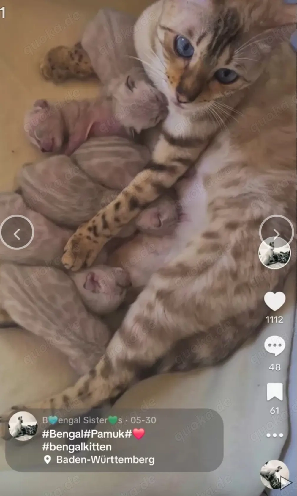 Snow Bengalkitten mit einzigartigen blauen Augen und Stammbaum