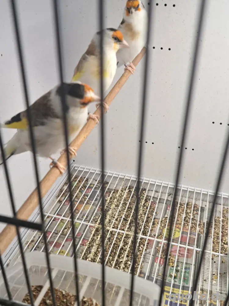 Stieglitz major sceke 