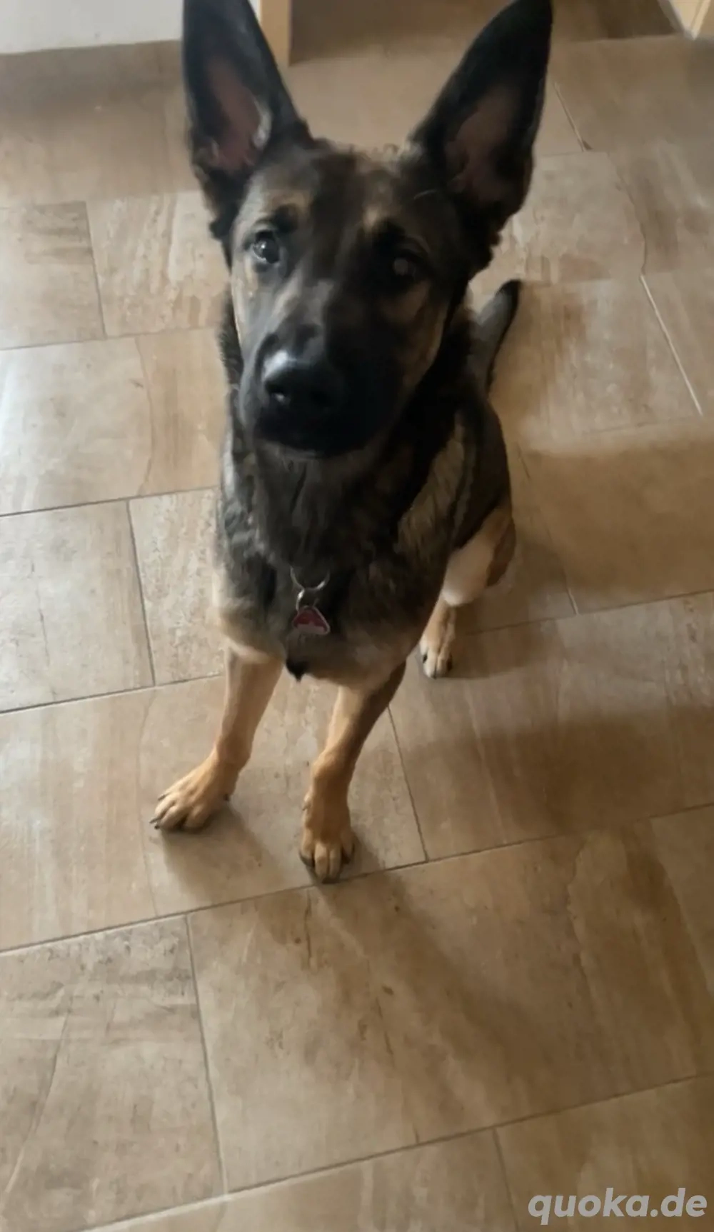 Verspielter Schäferhundmix sucht liebevolles Zuhause   