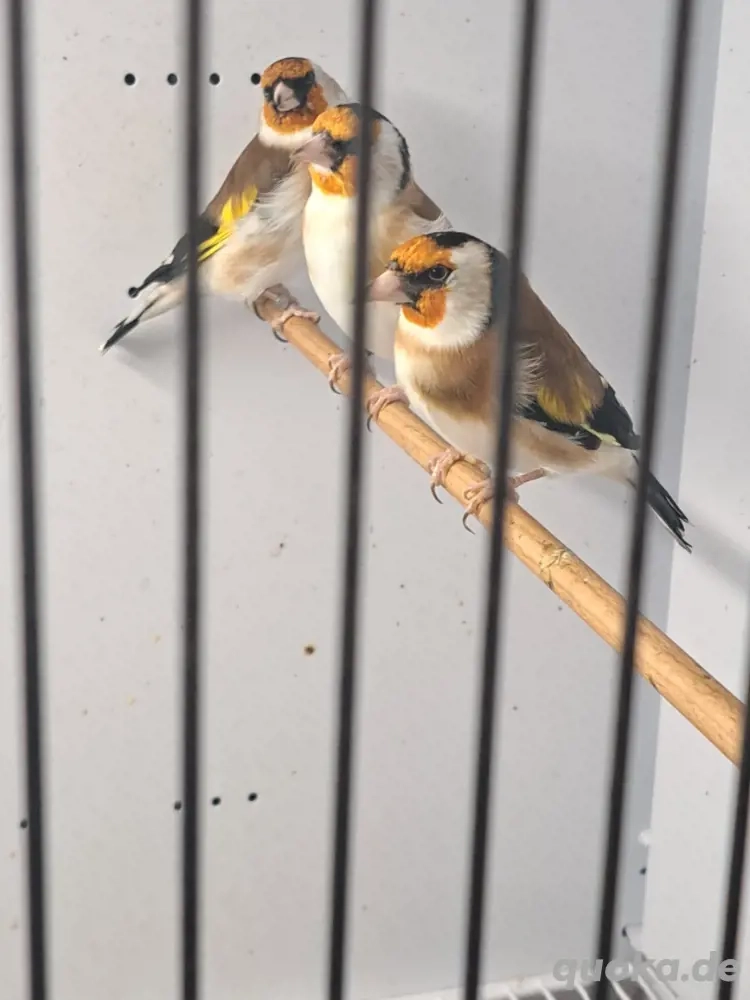 Stieglitz major Natur 